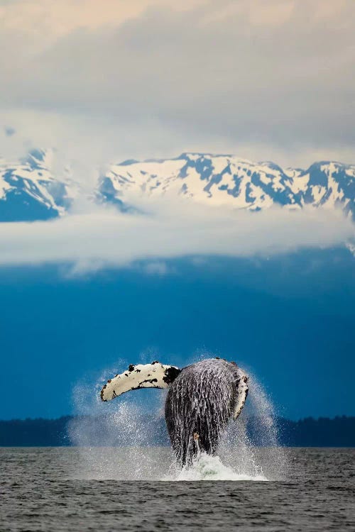 Breaching Whale in Alaska