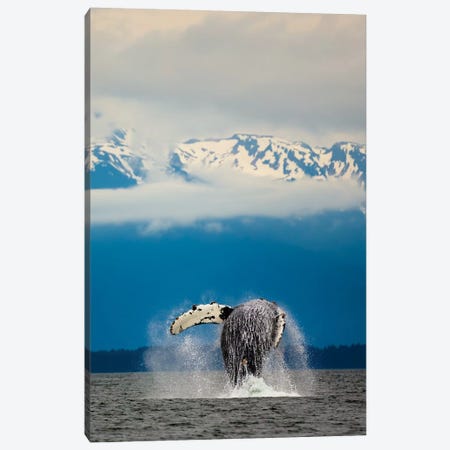 Breaching Whale in Alaska Canvas Print #ORI7} by David Orias Canvas Print