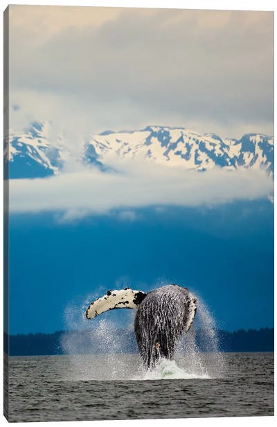 Breaching Whale in Alaska Canvas Art Print - Action Shot Photography