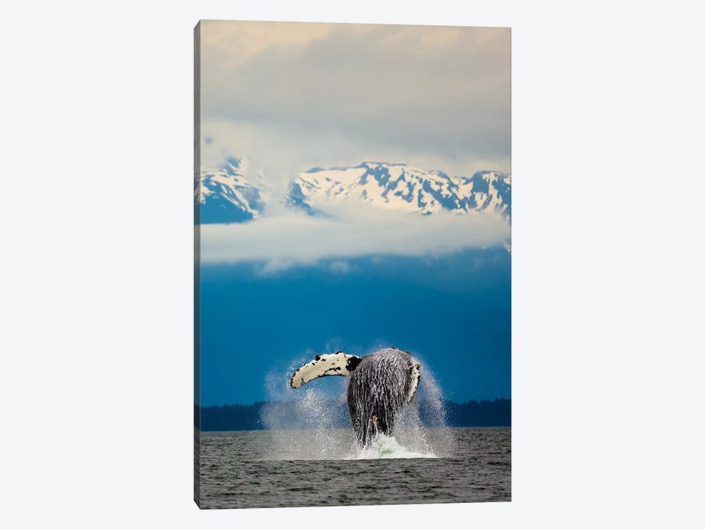 Breaching Whale in Alaska by David Orias 1-piece Canvas Artwork