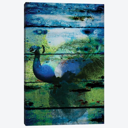 Peacock I Canvas Print #ORL105} by Irena Orlov Canvas Wall Art