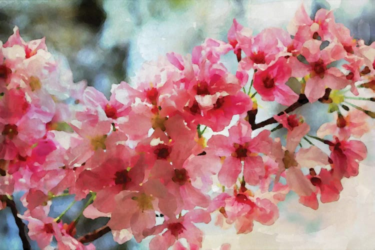 Cherry Flowers III by Irena Orlov wall art