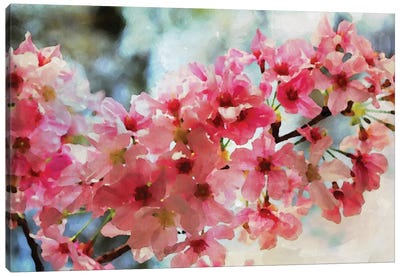 Cherry Flowers III Canvas Art Print - Cherry Blossom Art