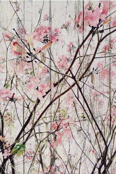 Cherry Trees: Here's The Spring by Irena Orlov