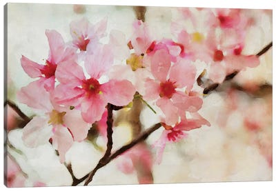 Cherry Flowers I Canvas Art Print - Floral Close-Up Art