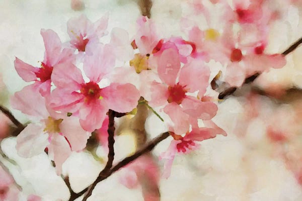 Floral Close-Ups: Cherry Flowers I by Irena Orlov