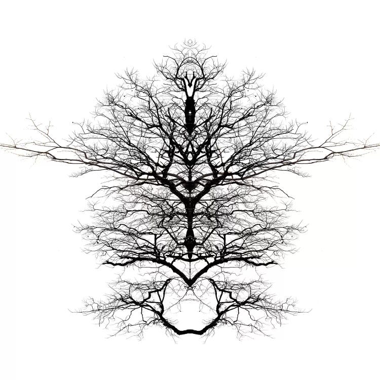 Infinite Complexity by Irena Orlov wall art