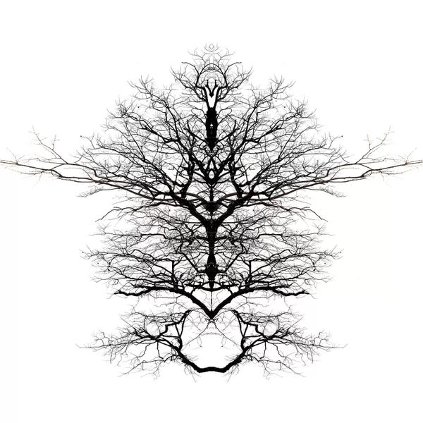 Abstract Floral & Botanical: Infinite Complexity by Irena Orlov