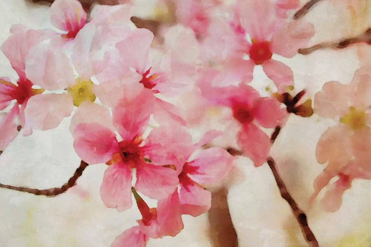 Cherry Flowers II by Irena Orlov wall art