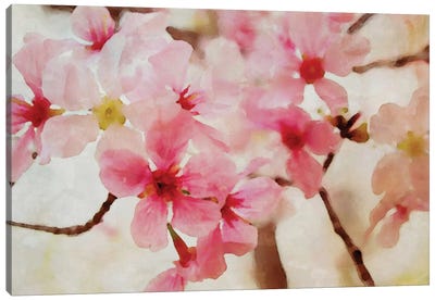 Cherry Flowers II Canvas Art Print - Floral Close-Up Art