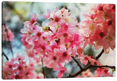 Cherry Flowers IV Canvas Art Print - Cherry Blossom Art