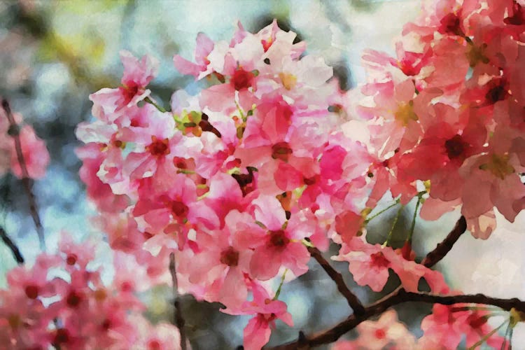 Cherry Flowers IV by Irena Orlov wall art
