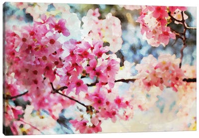 Cherry Flowers V Canvas Art Print - Floral Close-Up Art