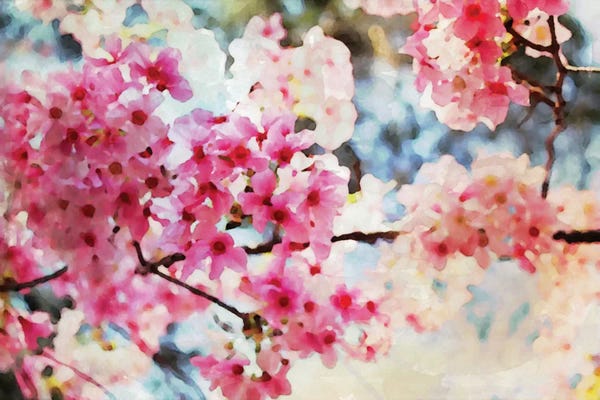 Floral Close-Ups: Cherry Flowers V by Irena Orlov