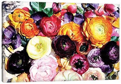 Shabby Chic Flowers XXXIX-A Canvas Art Print - Ranunculus Art
