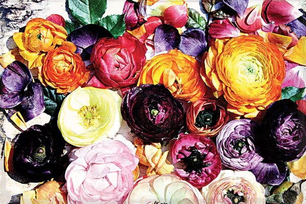 Ranunculi: Shabby Chic Flowers XXXIX-A by Irena Orlov
