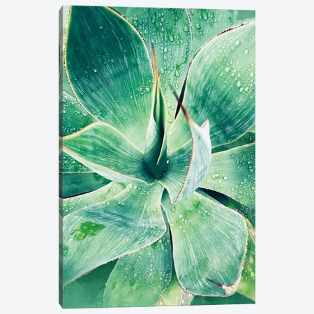 Green Tropical Succulent I Canvas Print #ORL294} by Irena Orlov Canvas Wall Art