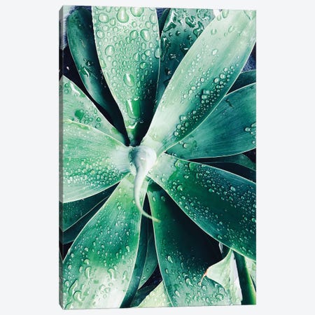 Green Tropical Succulent III Canvas Print #ORL296} by Irena Orlov Canvas Wall Art