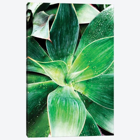 Green Tropical Succulent IV Canvas Print #ORL297} by Irena Orlov Canvas Art