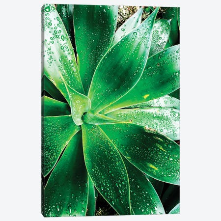 Green Tropical Succulent V Canvas Print #ORL298} by Irena Orlov Canvas Print