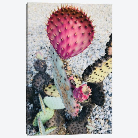 Pink Yellow Cactus I Canvas Print #ORL307} by Irena Orlov Canvas Wall Art