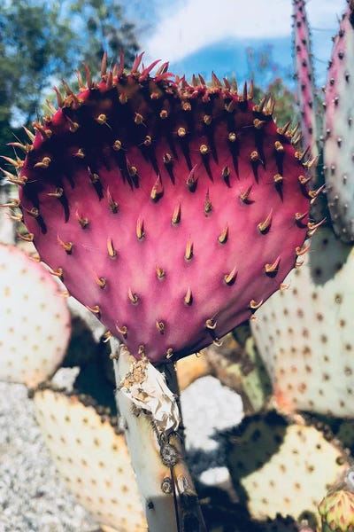 Cacti: Pink Yellow Cactus III by Irena Orlov