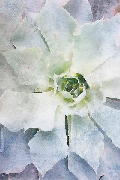 Blue Green Echeveria by Irena Orlov framed wall art