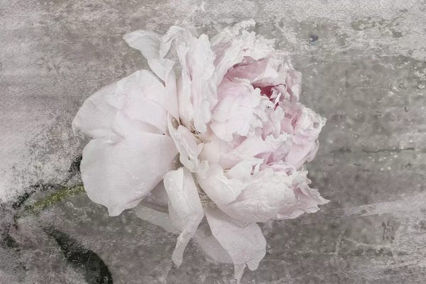 Peonies: Blush Spring Peony III by Irena Orlov