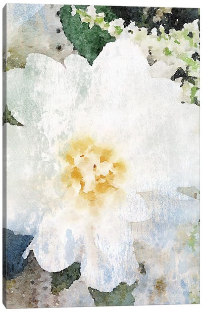 Cream And White Flower Canvas Art Print - Irena Orlov