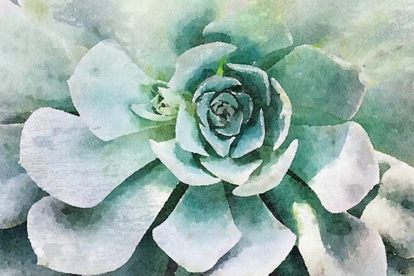 Irena Orlov: Echeveria Glauca by Irena Orlov
