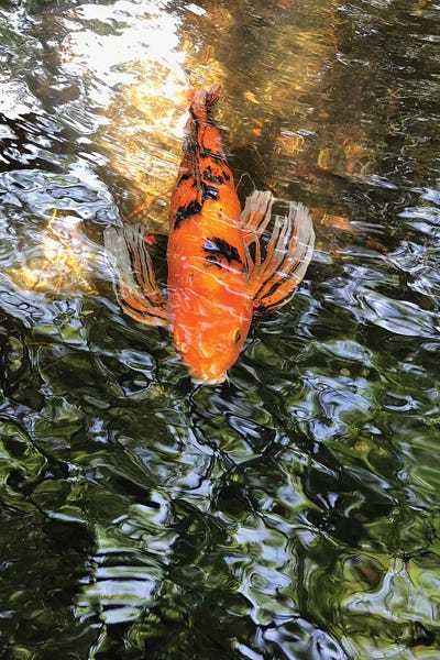 Fancy Goldfish I by Irena Orlov metal wall art