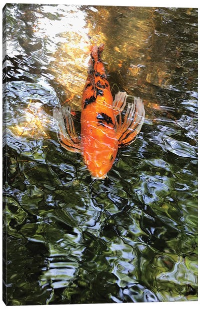 Fancy Goldfish I Canvas Art Print - Goldfish Art