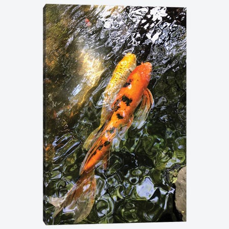 Fancy Goldfish II Canvas Print #ORL342} by Irena Orlov Canvas Art Print