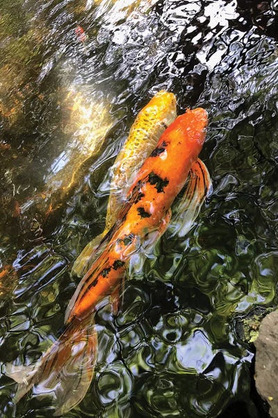 Goldfish: Fancy Goldfish II by Irena Orlov