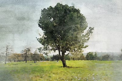 Forest Noon II by Irena Orlov framed wall art