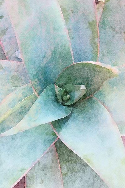 Irena Orlov: Garden Agave I by Irena Orlov