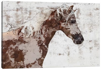 Gorgeous Brown And White Stallion Canvas Art Print - Irena Orlov