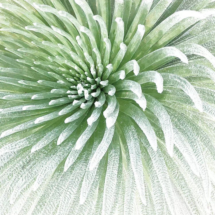 Haleakala Silverswords III by Irena Orlov wall art