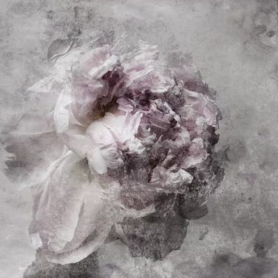 Nostalgic Peony III by Irena Orlov framed wall art