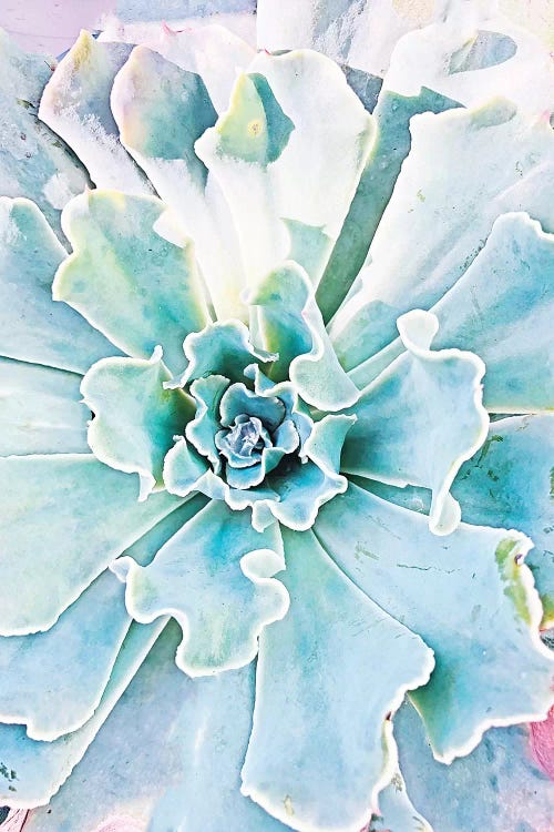 Pastel Succulent