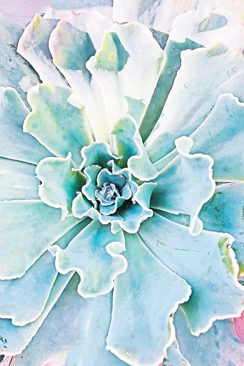 Pastel Succulent by Irena Orlov wall art