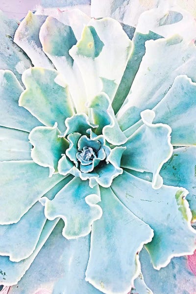 Irena Orlov: Pastel Succulent by Irena Orlov