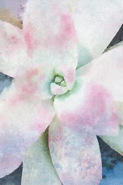 Pink Echeveria. by Irena Orlov framed wall art