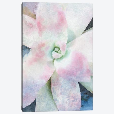 Pink Echeveria. Canvas Print #ORL379} by Irena Orlov Canvas Artwork