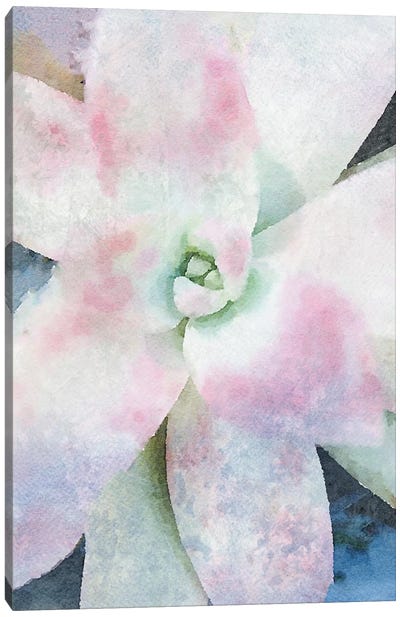 Pink Echeveria. Canvas Art Print - Irena Orlov