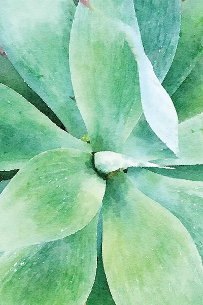 Sucullent Garden CV by Irena Orlov framed wall art