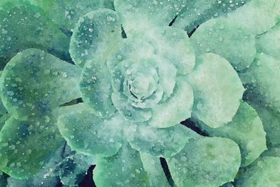 Sucullent Garden CXLII by Irena Orlov framed wall art