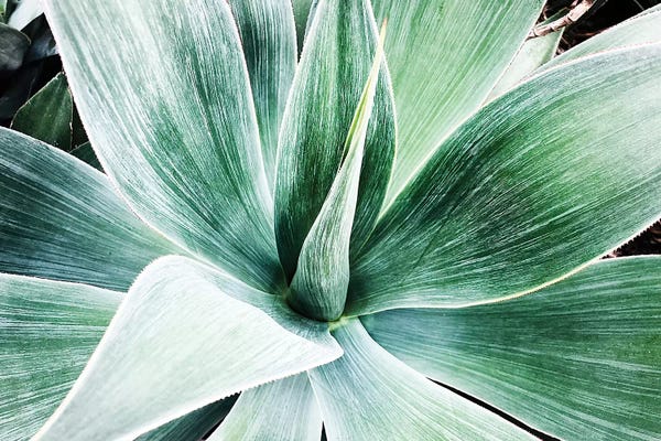 Irena Orlov: Sucullent Garden CXLVI by Irena Orlov