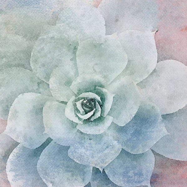 Irena Orlov: Sucullent Garden LXXXIII by Irena Orlov