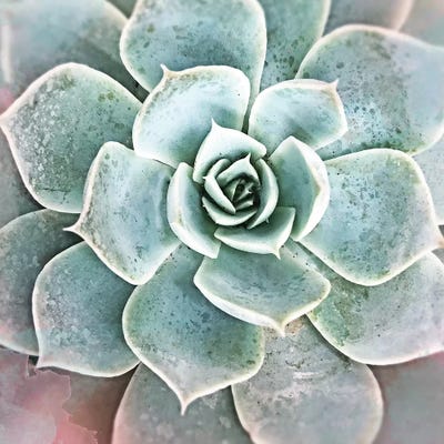 Sucullent Garden XC by Irena Orlov canvas print